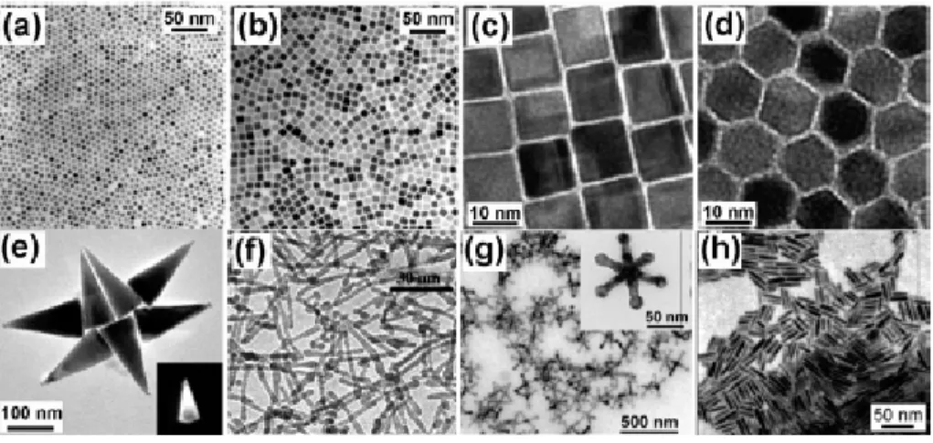 FIGURA 2.3 – Imagens de TEM (a) nanopartículas esféricas de CoFe 2 O 4  utilizadas como  sementes e (b) Nanopartículas cúbicas de CoFe 2 O 4 , (c) nanopartículas cúbicas e (d)  nanopartículas com formato de poliedro de MnFe 2 O 4 
