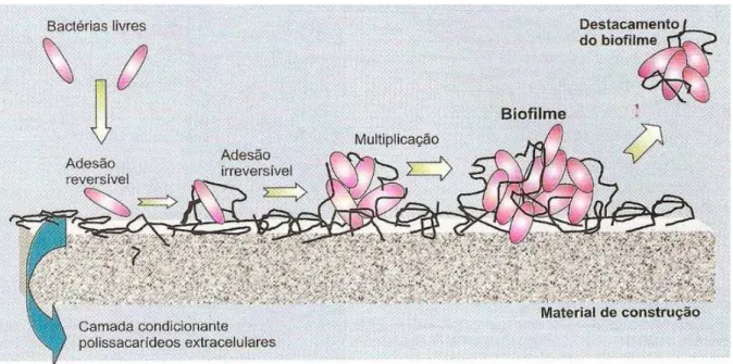 Figura 2.5 – Seqüência de formação de biofilme sobre a superfície de um material. Shirakawa et al