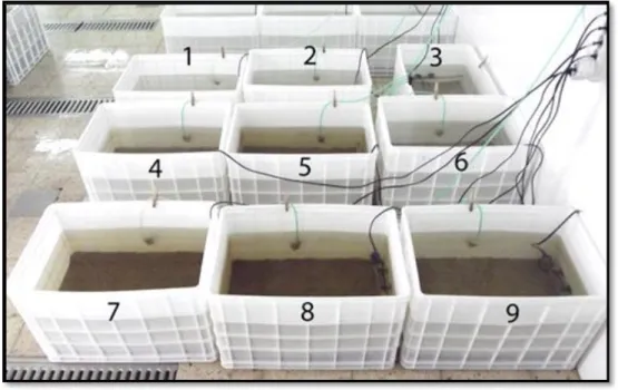 Figura  2.1  –  Sistema  de  cultivo  utilizado  neste  trabalho;  1,2  e  3  –  caixas  sob  influência  da  temperatura ambiente; 4,5 e 6 – caixas sob influência da temperatura de 20°C; 7,8 e 9 – caixas  sob influência da temperatura de 25°C