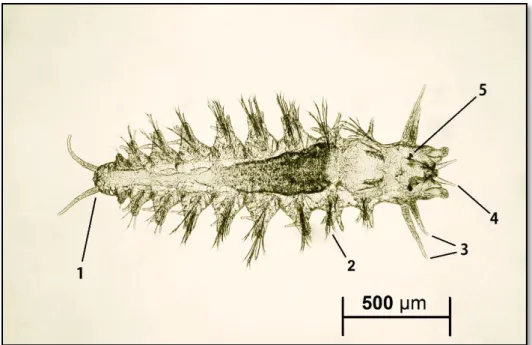 Figura  3.2  –  Larva  de  Hediste  diversicolor  com  9  setígeros;  1  –  pigídio;  2  –  parápode;  3  –  cirros; 4 – palpo; 5 – olhos