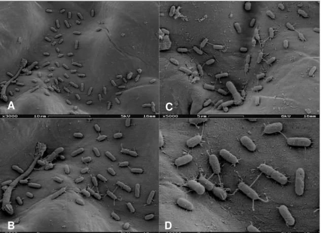 Figura 5.  Elétron-micrografias de varredura da superfície foliar de alface L  pertencente ao CC