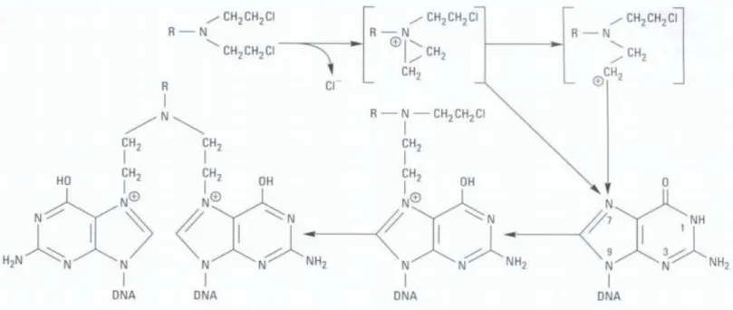 Figura 1.1 – Figura representativa da alquilação da guanina (ADN).  1
