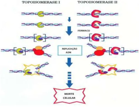 Figura 1.3 – Modelo representativo do mecanismo de ação dos inibidores da topoisomerase