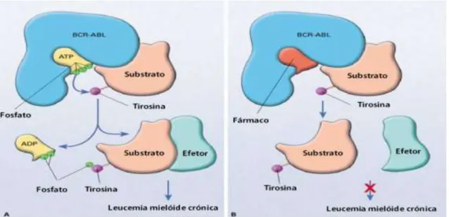 Figura  1.4  –  Modelo  representativo  do  mecanismo  de  ação  dos  inibidores  da  tirosinacinase