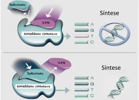 Figura 1.5 – Modelo representativo do mecanismo de ação do 5-FU.  