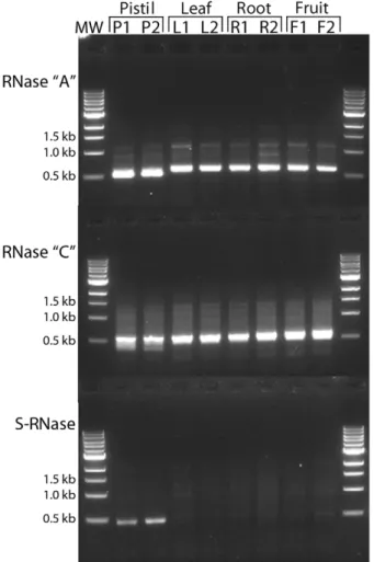Figure 6. Expression of RNase T2 genes in C. arabica tissues.