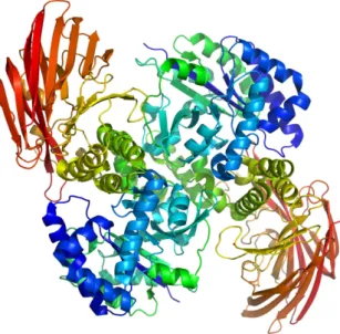 Figure  2  –  Typical  structure  of  an  enzyme  from  the  alpha-amylase  family.  The  enzyme  displayed  here  has  two  domains  (one  alpha/beta  barrel  (blue-green),  and  one  domain  composed  of  beta  sheets  (red)),  and  is  shown  as  a  dim
