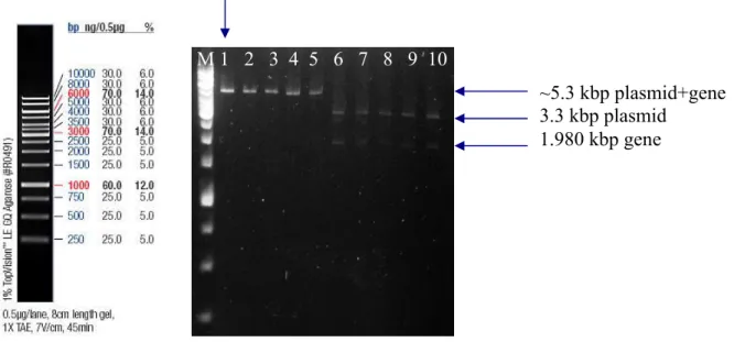 Figure 4 – Plasmid with the CGTase gene with the size 1.980 kbp from five different colonies  [4]