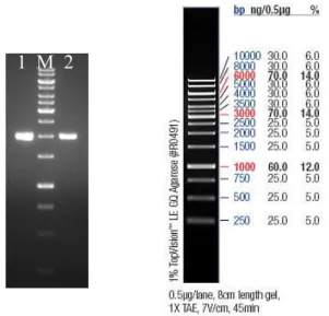 Figure 5 – CGTase gene after PCR amplification with 1.980 kbp (1 and 2). 