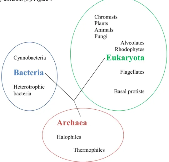 Figure 1 – The three domains of life: Archaea, Eukaryota and Bacteria. Archaea in general  have characteristics from Bacteria domain and Eukaryota domain [3]