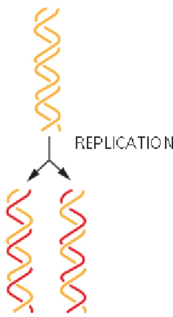 Figure 1  |  Scheme  of  semiconservative  replication, each  strand is  used  as  a template  for  the  new  double  helix