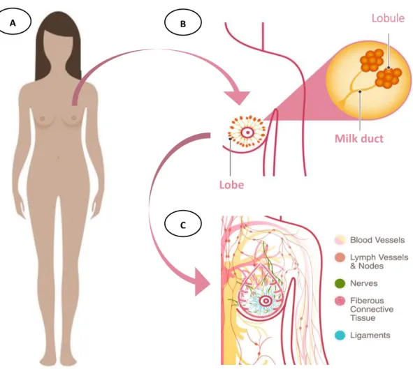 Figure 9 | Female and breast anatomy. A) Female anatomy; B) Localization of lobules, lobes and milk ducts in  breasts;  C)  Scheme  of  intrinsic  systems  in  breast  tissue  and  neighborhood