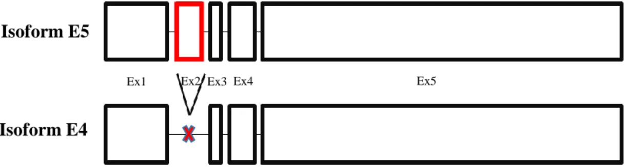 Figure  12  | MGP  schematic  representation.  Variant  E5  (5  exons)  and  variant  E4  (4exons)  –  novel  isoform  (E5) have one extra exon (75bp) due to alternative splicing in MGP gene