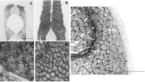 Fig. 2: Determination of temporal and spatial expression of, MLC2a by means of in situ hybridization with DIG  labeled riboprobe in halibut larvae sections