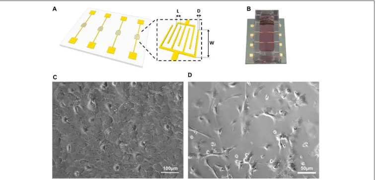 FIGURE 1 | Sensing devices and cells used in this study. (A) Schematic diagram of an interdigitated electrode fabricated on a silicon wafer