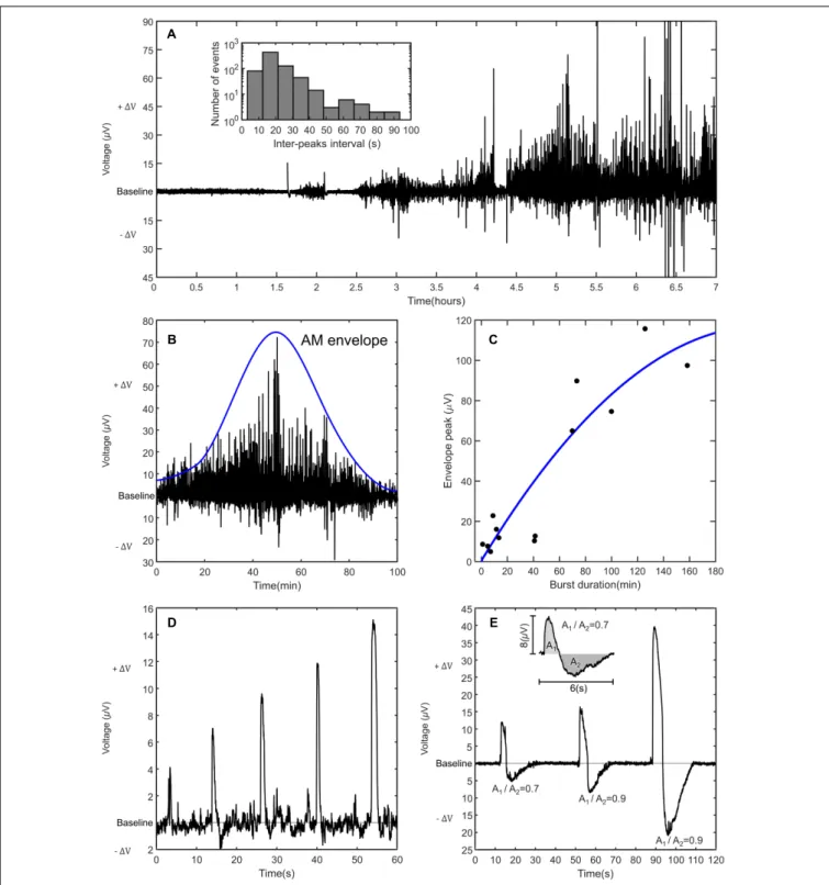 FIGURE 2 | Electrical signals recorded in astrocytes populations. (A) An overview of a long-term recording of astrocyte population activity with different amplitude modulated (AM) bursts of activity