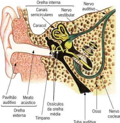 Figura 1 – Estrutura da Orelha 