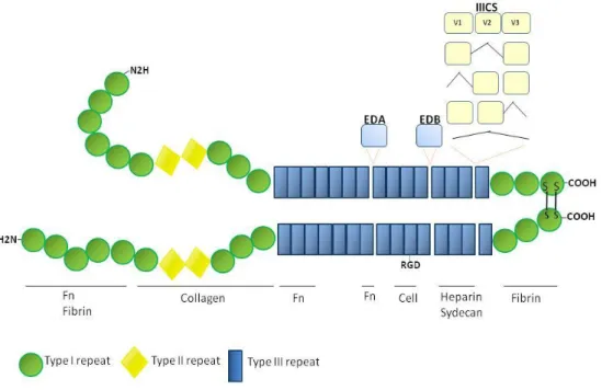 Figure  2.  Schematic  representation  of  human  dimeric  FN  and  its  several  binding  domains