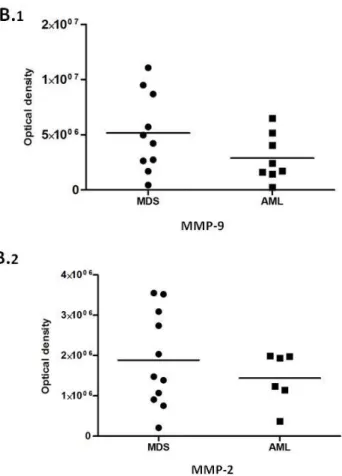 Figure 5. The amounts of MMP-9 and MMP-2 are increased in MDS patients.  (A) Zymogram  showing  the  presence  of  bands  corresponded  to  MMP-9  and  MMP-2  in  MDS  and  AML  BM  supernatants