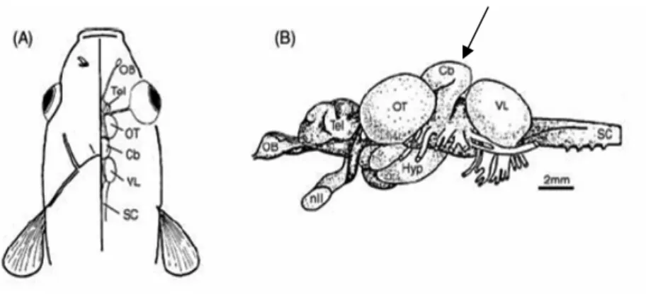 Figura 2: Cérebro dos peixes teleósteos. (A) Representação esquemática  em vista dorsal; (B) representação esquemática em vista lateral com  indicação das principais estruturas macroanatômicas