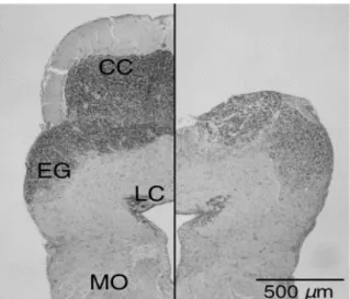 Figura 8: Microfotografia transversal do cerebelo  com lesão fictícia (lado esquerdo) e ablação do  corpo cerebelar (lado direito) de Carassius auratus