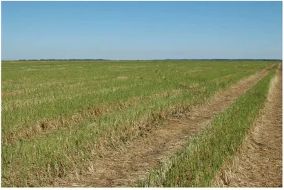 Figura 3. Lavoura de arroz que permanece sem água no período de resteva, em um ciclo de  cultivo de junho de 2005 a junho de 2006, na Planície Costeira do Rio Grande do Sul