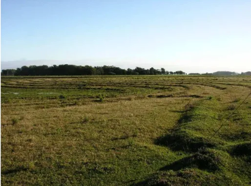 Figura 7. Fase de entressafra ou resteva nas lavouras de arroz estudadas na Planície 