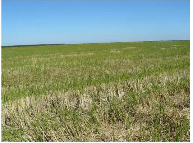 Figura 14. Vista geral de uma lavoura de arroz irrigado recentemente alagada e cultivada 
