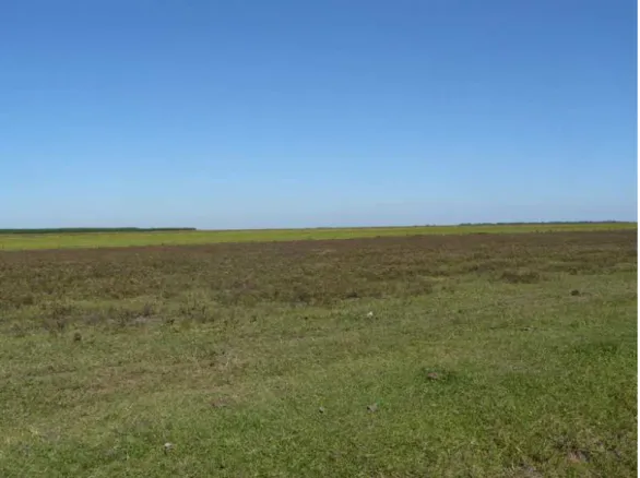 Figura 15. Vista geral de uma lavoura de arroz irrigado seca há um ano na Planície  Costeira do Rio Grande do Sul