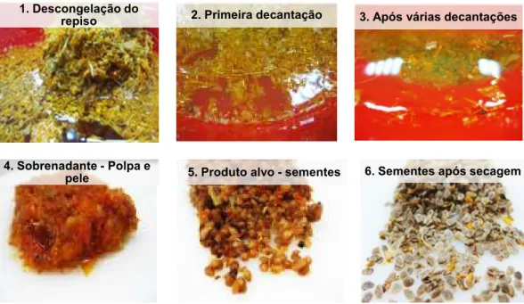 Figura 2.1 - Sequência da preparação das sementes contidas no repiso do tomate, por lavagem,  precipitação e decantação (©Vanessa Sousa, 2012)