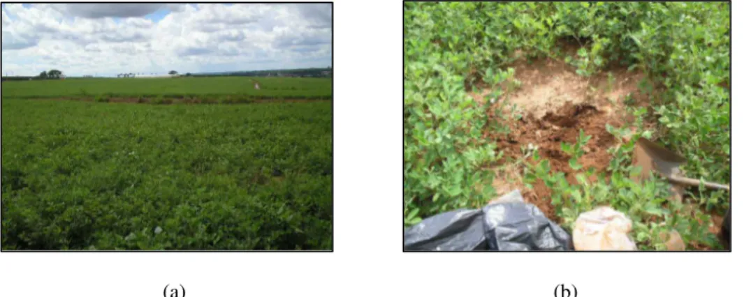 Figura 3.1: Visão geral da plantação na região de Fernando Prestes – SP (a), momento da coleta das amostras do  amendoim diretamente da lavoura (b)