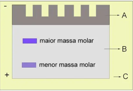 FIGURA 5.2.1 – Esquema da separação de proteínas por UREA-PAGE: (A) Gel de  empilhamento, (B) Gel de separação e (C) Tampão de corrida ou eletrodo 