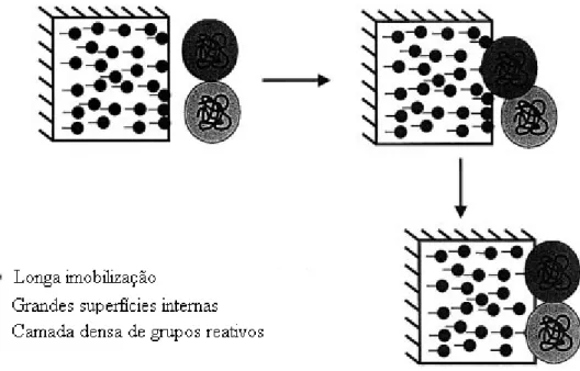 Figura 2.2. Estabilização das enzimas multiméricas através da imobilização. 