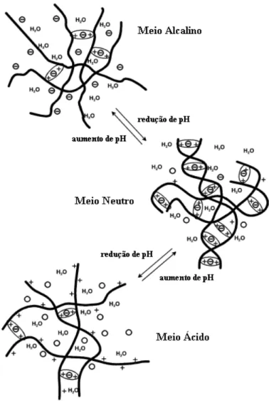 Figura 2.6. Influência do pH sobre a estrutura do hidrogel (Berger et al., 2004). 