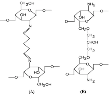 Figura 2.7. Estrutura química de quitosana reticulada com glutaraldeído (A) e  epicloridrina (B)
