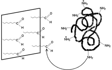 Figura 2.10. Sistema imobilização-estabilização: ligação covalente amino (enzima)- (enzima)-aldeído (suporte) (Fernández-Lafuente et al, 1999)