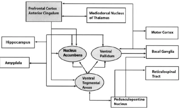 Figura 1: Circuito neural da motivação .  Fonte: Marin e Wilkosz, 2005 (pág. 380). 