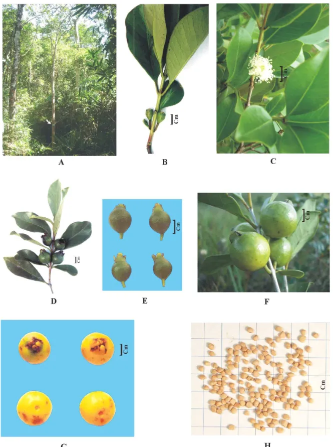 FIGURA 1. Psidium cattleianum. A - No centro da foto árvore adulta; B - Botões florais; C - Flor; 