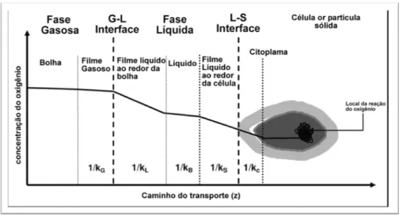 Figura 2-7. Esquema das resistências de transferência de oxigênio da bolha  até a célula (Ochoa et al., 2008)
