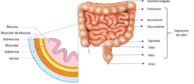 Figura 2.4- Anatomia do sistema digestivo inferior. Adaptado de Instituto CUF de Oncologia