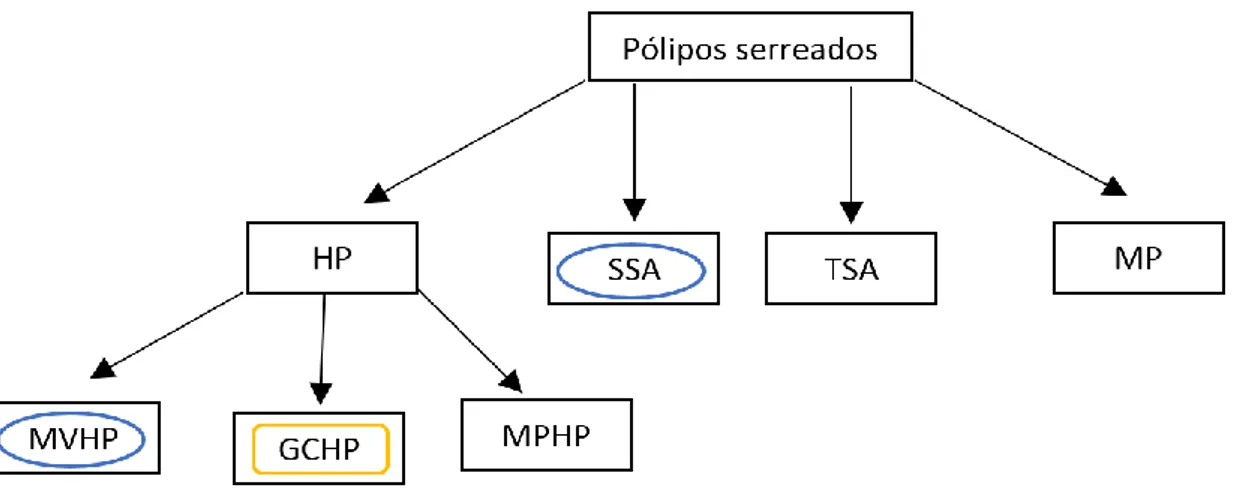 Figura  3.2-  Tipos  de  pólipos  serreados.  Existem  quatro  tipos  de  pólipos,  nomeadamente,  ospólipos  hiperplásticos  (HP),  adenomas  serreados  sésseis  (SSA),  adenomas  serreados  tradicionais (TSA) e pólipos mistos (MP)