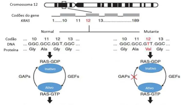 Figura 3.5 –Mutação no KRAS e interação com vias de sinalização. O gene KRAS codifica para  GTPases que inativam as proteínas RAS-GTP