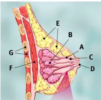 Figura 5.5.1.1 – Esquema representativo das estruturas normais da mama. Legenda: A – ducto; 