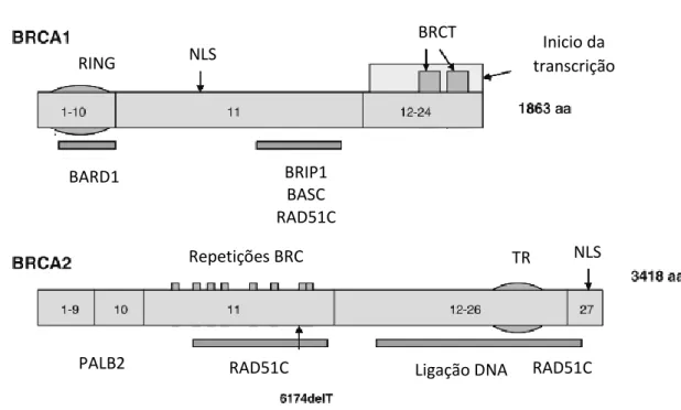 Figura 6.1.1.1 - Representação esquemática dos domínios funcionais dos genes BRCA1 e  BRCA2, com respetivos ligandos proteicos [Adaptado de Kuchenbaecker et al  7 ]