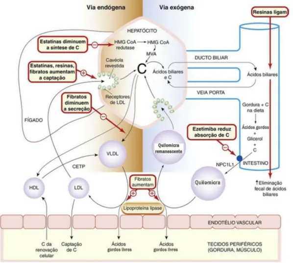 Figura 2.1– Diagrama esquemático do transporte de colesterol nos tecidos, com os pontos  de ação dos principais fármacos que afetam o metabolismo das lipoproteínas
