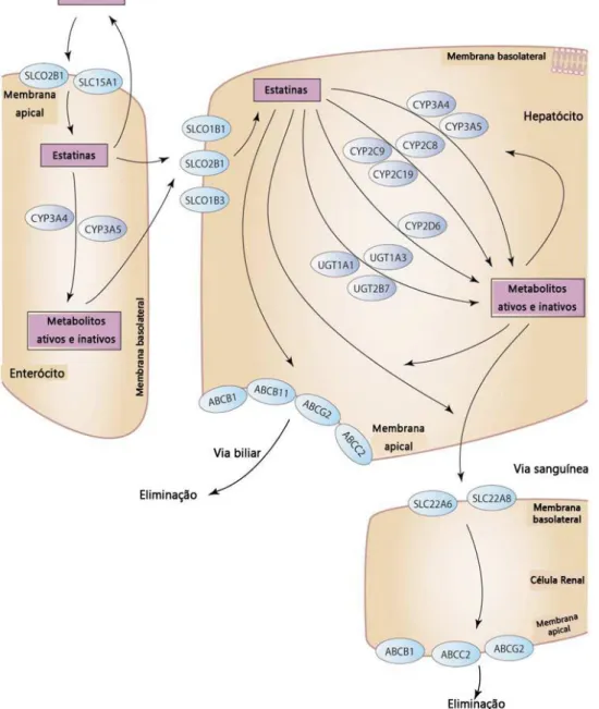 Figura  4.1-  Proteinas  implicadas  no  metabolismo,  transporte  e  eliminação  das  estatinas