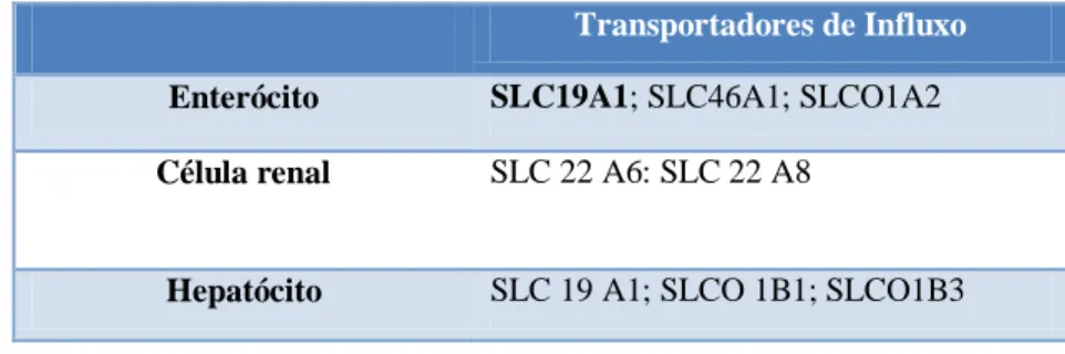 Tabela  2.1.  Transportadores  de  influxo  responsáveis  pela  entrada  do  MTX  nos  enterócitos,  células renais e hepatócitos  ( Adaptado de (Mikkelsen, TS