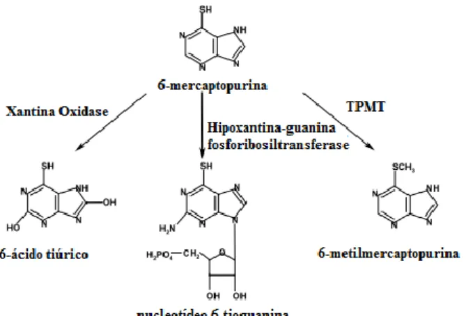 Figura 3.4. Esquema simplificado do metabolismo da 6-mercaptopurina (Adaptado de Jancova,  P