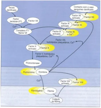 Figura 2. 3- Esquema da cascata  de coagulação. [5] 