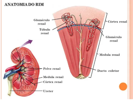 Figura 3. Anatomia do rim  14